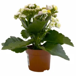 Kalanchoe 'Mozaic', Wechselfarbig, Topf-Ø 12 Cm, Höhe Ca. 22 Cm, 6er-Set -Zimmer & Garten Verkäufe 0610103650 Outdoor Kalanchoe Mozaic wechselfarbig 6er Set 3 113822