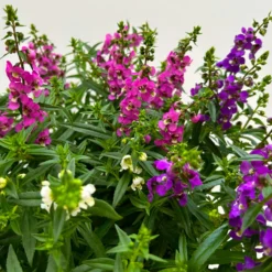Angelonia 'Trio' Rosa-weiß-lila/blau, Topf-Ø 15 Cm, 3er-Set -Zimmer & Garten Verkäufe 0610103733 Angelonia trio T15 3er Set 12 125836
