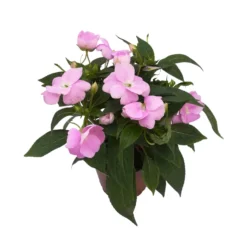 Edellieschen Flieder, Topf -Ø 12 Cm, 6er-Set -Zimmer & Garten Verkäufe 0610110038 Impatiens NG flieder 1 88496