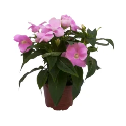 Edellieschen Flieder, Topf -Ø 12 Cm, 6er-Set -Zimmer & Garten Verkäufe 0610110038 Impatiens NG flieder 6 88497