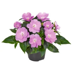 Edellieschen Flieder, Topf -Ø 12 Cm, 6er-Set -Zimmer & Garten Verkäufe 0610110038 Impatiens T12 13 flieder Set 6Stueck1 74428