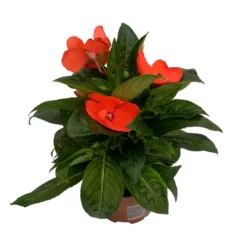 Edellieschen Orange/hellrot, Topf-Ø 12 Cm, 6er-Set -Zimmer & Garten Verkäufe 0610110039 Impatiens NG hellrot 1 88499