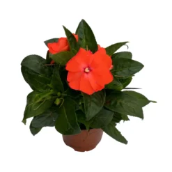 Edellieschen Orange/hellrot, Topf-Ø 12 Cm, 6er-Set -Zimmer & Garten Verkäufe 0610110039 Impatiens NG hellrot 3 88498