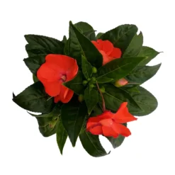 Edellieschen Orange/hellrot, Topf-Ø 12 Cm, 6er-Set -Zimmer & Garten Verkäufe 0610110039 Impatiens NG hellrot 6 88500