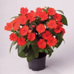 Edellieschen Orange/hellrot, Topf-Ø 12 Cm, 6er-Set -Zimmer & Garten Verkäufe 0610110039 Impatiens T12 13 orange hellrot Set 6Stueck1 74431