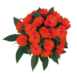 Edellieschen Orange/hellrot, Topf-Ø 12 Cm, 6er-Set -Zimmer & Garten Verkäufe 0610110039 Impatiens T12 13 orange hellrot Set 6Stueck 74430