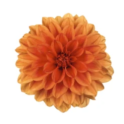 Dahlie 'Hypnotica', Farben Zufällig, Topf-Ø 19 Cm, 2er-Set -Zimmer & Garten Verkäufe 0610140124 Dahlia Hybriden Hypnotica 2er Set 10 110149