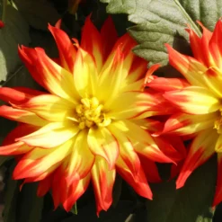 Dahlie 'Hypnotica', Farben Zufällig, Topf-Ø 19 Cm, 2er-Set -Zimmer & Garten Verkäufe 0610140124 Dahlia Hybriden Hypnotica 2er Set 12 110151