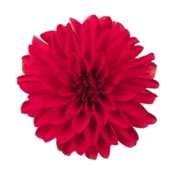 Dahlie 'Hypnotica', Farben Zufällig, Topf-Ø 19 Cm, 2er-Set -Zimmer & Garten Verkäufe 0610140124 Dahlia Hybriden Hypnotica 2er Set 2 110141