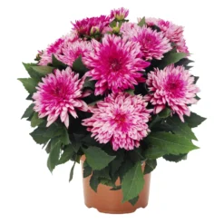 Dahlie 'Hypnotica', Farben Zufällig, Topf-Ø 19 Cm, 2er-Set -Zimmer & Garten Verkäufe 0610140124 Dahlia Hybriden Hypnotica 2er Set 3 110142