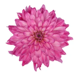 Dahlie 'Hypnotica', Farben Zufällig, Topf-Ø 19 Cm, 2er-Set -Zimmer & Garten Verkäufe 0610140124 Dahlia Hybriden Hypnotica 2er Set 4 110143