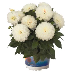 Dahlie 'Hypnotica', Farben Zufällig, Topf-Ø 19 Cm, 2er-Set -Zimmer & Garten Verkäufe 0610140124 Dahlia Hybriden Hypnotica 2er Set 5 110144