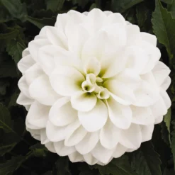 Dahlie 'Hypnotica', Farben Zufällig, Topf-Ø 19 Cm, 2er-Set -Zimmer & Garten Verkäufe 0610140124 Dahlia Hybriden Hypnotica 2er Set 6 110145