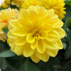 Dahlie 'Hypnotica', Farben Zufällig, Topf-Ø 19 Cm, 2er-Set -Zimmer & Garten Verkäufe 0610140124 Dahlia Hybriden Hypnotica 2er Set 7 110146