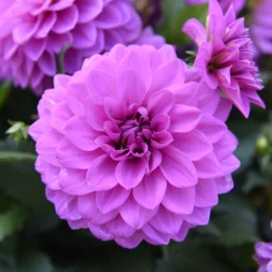 Dahlie 'Hypnotica', Farben Zufällig, Topf-Ø 19 Cm, 2er-Set -Zimmer & Garten Verkäufe 0610140124 Dahlia Hybriden Hypnotica 2er Set 8 110147