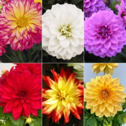 Dahlie 'Hypnotica', Farben Zufällig, Topf-Ø 19 Cm, 2er-Set