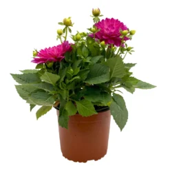 Dahlie 'Hypnotica', Farben Zufällig, Topf-Ø 19 Cm, 2er-Set -Zimmer & Garten Verkäufe 0610140124 Dahlia Hybriden T19 in Farben Hypnotica 2er Set 1 110319