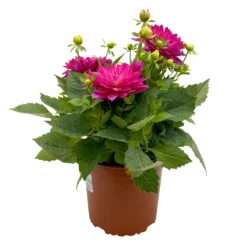 Dahlie 'Hypnotica', Farben Zufällig, Topf-Ø 19 Cm, 2er-Set -Zimmer & Garten Verkäufe 0610140124 Dahlia Hybriden T19 in Farben Hypnotica 2er Set 2 110320