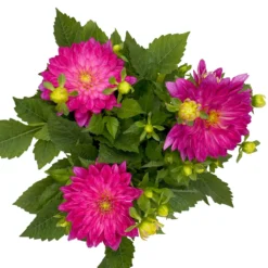 Dahlie 'Hypnotica', Farben Zufällig, Topf-Ø 19 Cm, 2er-Set -Zimmer & Garten Verkäufe 0610140124 Dahlia Hybriden T19 in Farben Hypnotica 2er Set 3 110321