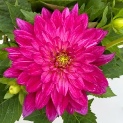 Dahlie 'Hypnotica', Farben Zufällig, Topf-Ø 19 Cm, 2er-Set -Zimmer & Garten Verkäufe 0610140124 Dahlia Hybriden T19 in Farben Hypnotica 2er Set 4 110152