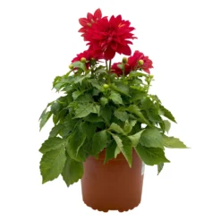 Dahlie 'Hypnotica', Farben Zufällig, Topf-Ø 19 Cm, 2er-Set -Zimmer & Garten Verkäufe 0610140124 Dahlia Hybriden T19 in Farben Hypnotica 2er Set 5 110322