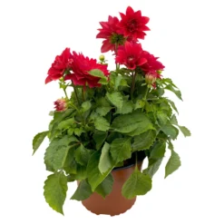 Dahlie 'Hypnotica', Farben Zufällig, Topf-Ø 19 Cm, 2er-Set -Zimmer & Garten Verkäufe 0610140124 Dahlia Hybriden T19 in Farben Hypnotica 2er Set 8 110323