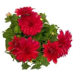 Dahlie 'Hypnotica', Farben Zufällig, Topf-Ø 19 Cm, 2er-Set -Zimmer & Garten Verkäufe 0610140124 Dahlia Hybriden T19 in Farben Hypnotica 2er Set 9 110324