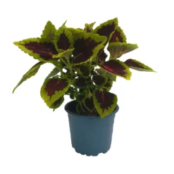 Buntnessel 'Alligator Alley', 6er-Set, Grün-pink-dunkelrot, Topf 12 Cm Ø -Zimmer & Garten Verkäufe 0610180184 Solenostemon scut T12 Alligator Alley 6er Set 1 93128