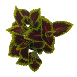 Buntnessel 'Alligator Alley', 6er-Set, Grün-pink-dunkelrot, Topf 12 Cm Ø -Zimmer & Garten Verkäufe 0610180184 Solenostemon scut T12 Alligator Alley 6er Set 5 93127