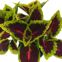 Buntnessel 'Alligator Alley', 6er-Set, Grün-pink-dunkelrot, Topf 12 Cm Ø -Zimmer & Garten Verkäufe 0610180184 Solenostemon scut T12 Alligator Alley 6er Set 7 93126