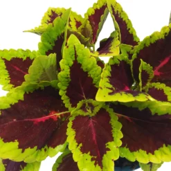 Buntnessel 'Alligator Alley', 6er-Set, Grün-pink-dunkelrot, Topf 12 Cm Ø -Zimmer & Garten Verkäufe 0610180184 Solenostemon scut T12 Alligator Alley 6er Set 8 93125