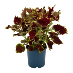 Buntnessel 'Crown Jewel', 6er-Set, Braunrot, Topf 12 Cm Ø -Zimmer & Garten Verkäufe 0610180187 Solenostemon scut T1213 Crown Jewel 6er Set WS 1 95692