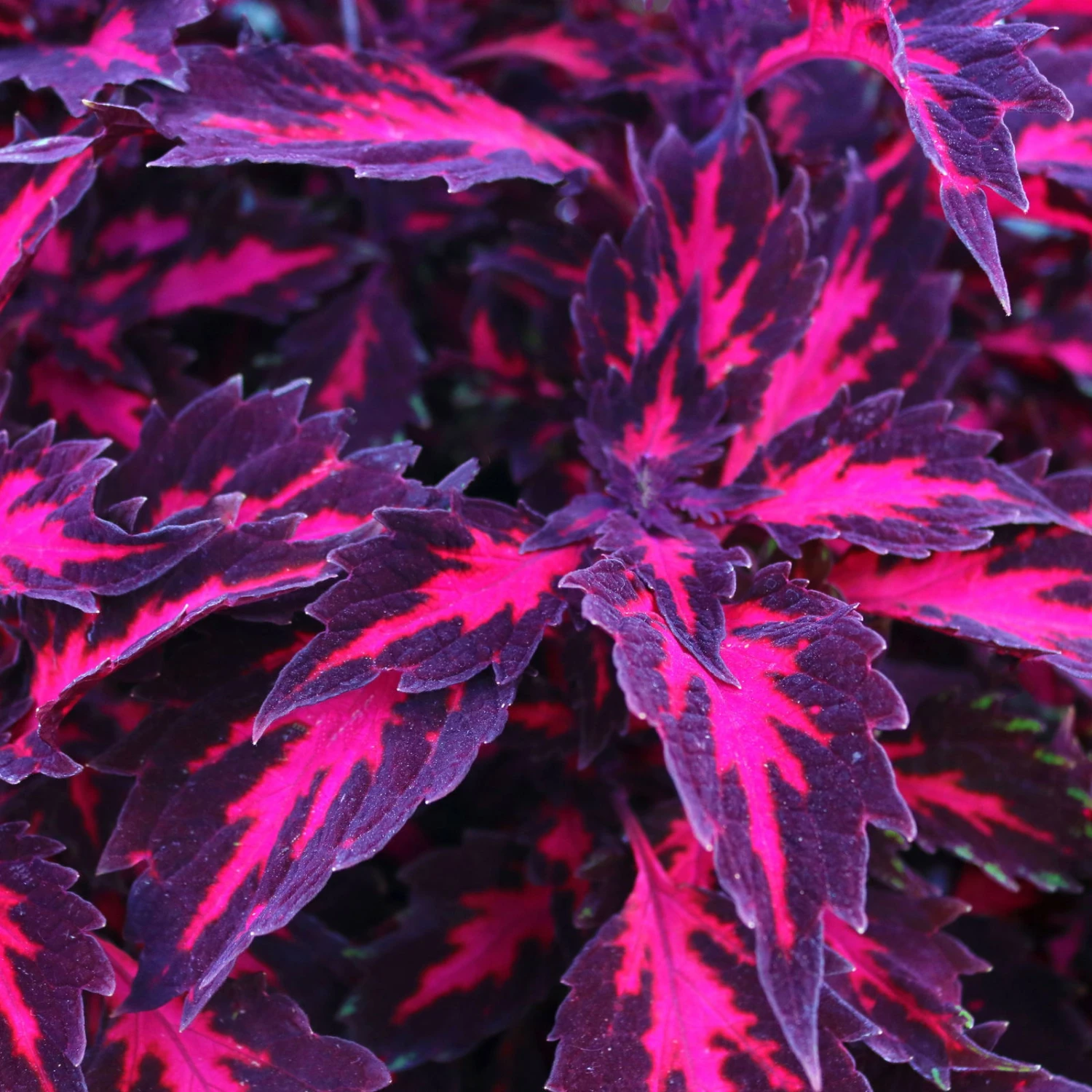 Buntnessel 'Royalty' Rot-pink, Topf-Ø 12 Cm, 6er-Set 1 Buntnessel 'Royalty' Rot-pink, Topf-Ø 12 Cm, 6er-Set