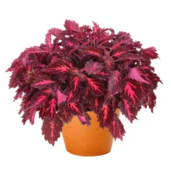 Buntnessel 'Royalty' Rot-pink, Topf-Ø 12 Cm, 6er-Set 12 Buntnessel 'Royalty' Rot-pink, Topf-Ø 12 Cm, 6er-Set -Zimmer & Garten Verkäufe 0610180190 Solenostemon scut T12 Presidio 6er Set WS 2 91836