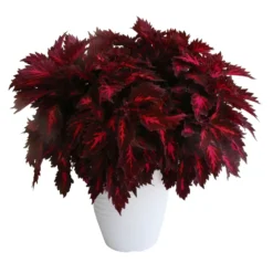 Buntnessel 'Royalty' Rot-pink, Topf-Ø 12 Cm, 6er-Set 11 Buntnessel 'Royalty' Rot-pink, Topf-Ø 12 Cm, 6er-Set -Zimmer & Garten Verkäufe 0610180190 Solenostemon scut T12 Presidio 6er Set WS 3 91835