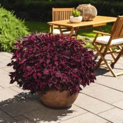 Buntnessel 'Royalty' Rot-pink, Topf-Ø 12 Cm, 6er-Set 10 Buntnessel 'Royalty' Rot-pink, Topf-Ø 12 Cm, 6er-Set -Zimmer & Garten Verkäufe 0610180190 Solenostemon scut T12 Presidio 6er Set WS 4 91834