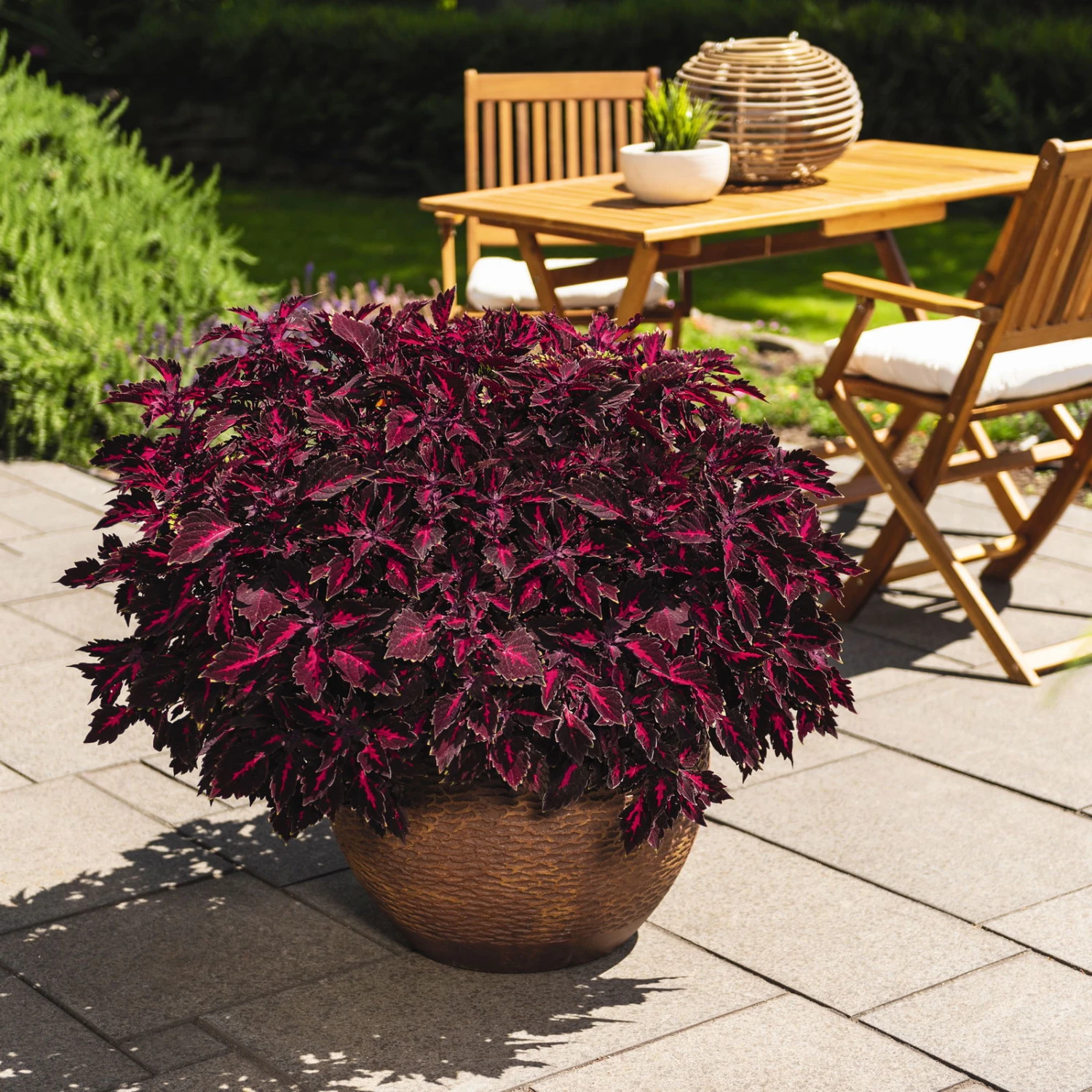 Buntnessel 'Royalty' Rot-pink, Topf-Ø 12 Cm, 6er-Set 3 Buntnessel 'Royalty' Rot-pink, Topf-Ø 12 Cm, 6er-Set – Bild 3