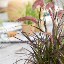 Lampenputzergras 'Sky Rocket' Mit Mühlenbeckia, Topf-Ø 23 Cm -Zimmer & Garten Verkäufe 0610180240 Pennisetum advena Rubrum T19 2er Set 1 89727