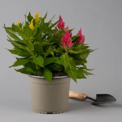 Celosia 'Kelos Fire Karneval' Orange-gelb-rot, Topf-Ø 20 Cm