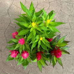 Celosia 'Kelos Fire Karneval' Orange-gelb-rot, Topf-Ø 20 Cm -Zimmer & Garten Verkäufe 0610240048 Celosia Kelos Fire T20 Karneval H35 10 125400