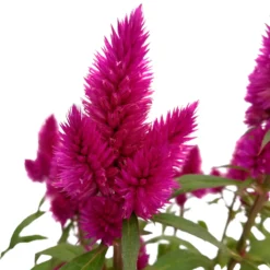 Federbusch 'Deep Purple' Lila, Topf-Ø 17 Cm, 2er-Set -Zimmer & Garten Verkäufe 0610240063 Celosia argentea T17 Deep Purple 2er Set 2 125398