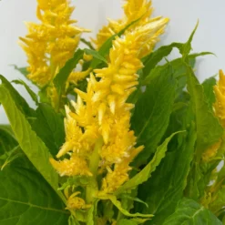 Celosia 'Kelos Fire Yellow' Gelb. Topf-Ø 17 Cm, 2er-Set -Zimmer & Garten Verkäufe 0610240072 Celosia argentea T12 6er Set gelb Kelos Fire Yellow 4 113289