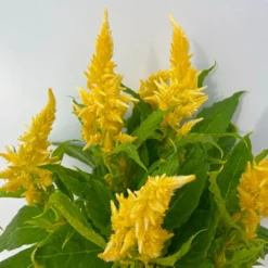 Celosia 'Kelos Fire Yellow' Gelb. Topf-Ø 17 Cm, 2er-Set -Zimmer & Garten Verkäufe 0610240072 Celosia argentea T12 6er Set gelb Kelos Fire Yellow 5 113290