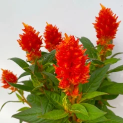 Celosia 'Kelos Fire Orange' Orange, Topf-Ø 12 Cm, 6er-Set -Zimmer & Garten Verkäufe 0610240075 Celosia argentea T12 6er Set orange Kelos Fire Orange 5 113296