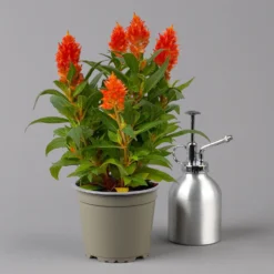 Zimmer & Garten Verkäufe -Zimmer & Garten Verkäufe 0610240088 Celosia argentea T12 6er Set orange Kelos Fire Orange 123645