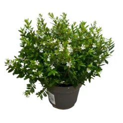 Japanische Scheinmyrte, Farben Zufällig, Topf-Ø 17 Cm, 2er-Set -Zimmer & Garten Verkäufe 0610260038 Cuphea hyssopifolia T17 weiss 2er Set WS 3 93790