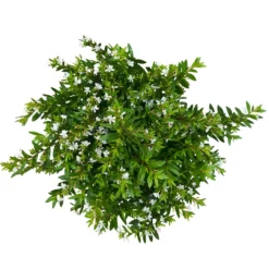 Japanische Scheinmyrte, Farben Zufällig, Topf-Ø 17 Cm, 2er-Set -Zimmer & Garten Verkäufe 0610260038 Cuphea hyssopifolia T17 weiss 2er Set WS 6 93789