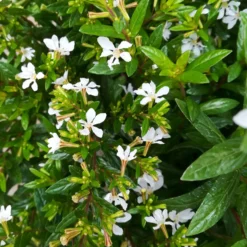 Japanische Scheinmyrte, Farben Zufällig, Topf-Ø 17 Cm, 2er-Set -Zimmer & Garten Verkäufe 0610260038 Cuphea hyssopifolia T17 weiss 2er Set WS 7 93701