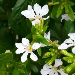 Japanische Scheinmyrte, Farben Zufällig, Topf-Ø 17 Cm, 2er-Set -Zimmer & Garten Verkäufe 0610260038 Cuphea hyssopifolia T17 weiss 2er Set WS 8 93700