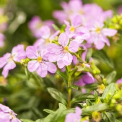 Japanische Scheinmyrte, Farben Zufällig, Topf-Ø 17 Cm, 2er-Set -Zimmer & Garten Verkäufe 0610260039 Cuphea hyssopifolia Bluetenbilder 1 93707